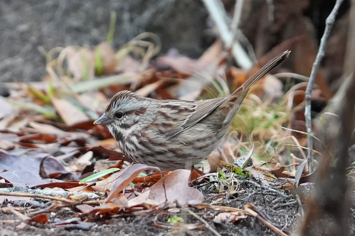 Song Sparrow - ML646530700