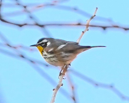 Yellow-throated Warbler - ML646530701