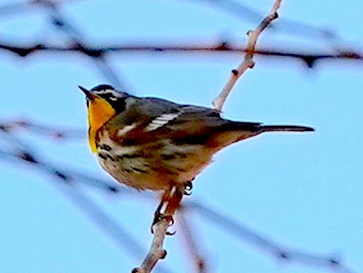 Yellow-throated Warbler - ML646530702
