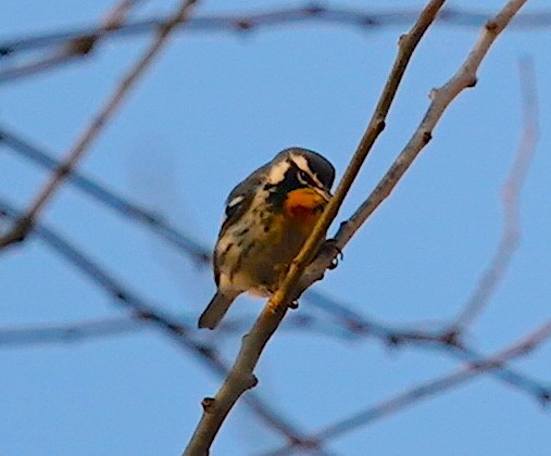 Yellow-throated Warbler - ML646530703