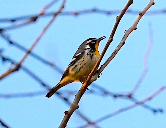 Yellow-throated Warbler - ML646530704