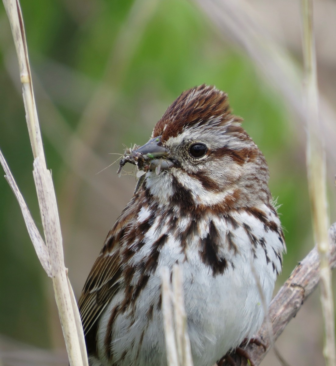 Song Sparrow - ML646530706