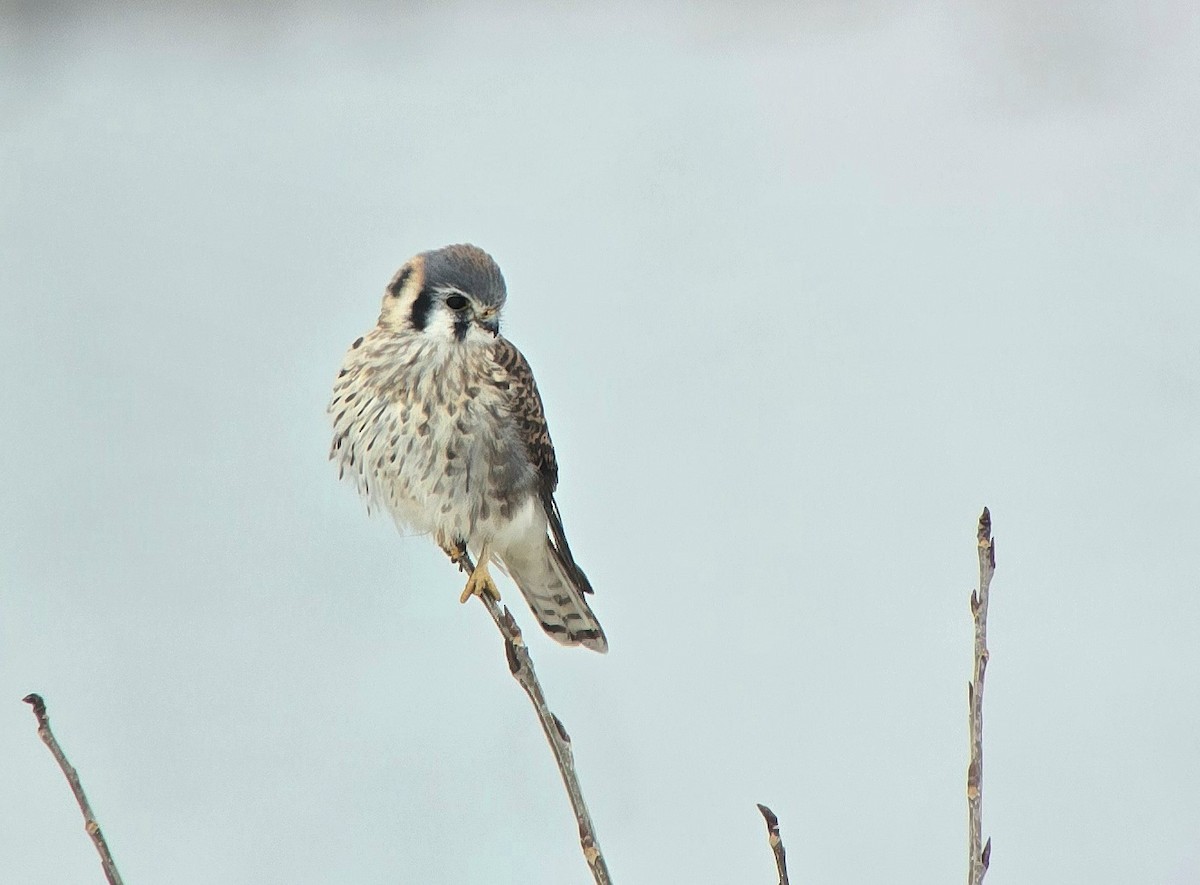 spurvefalk - ML646530707