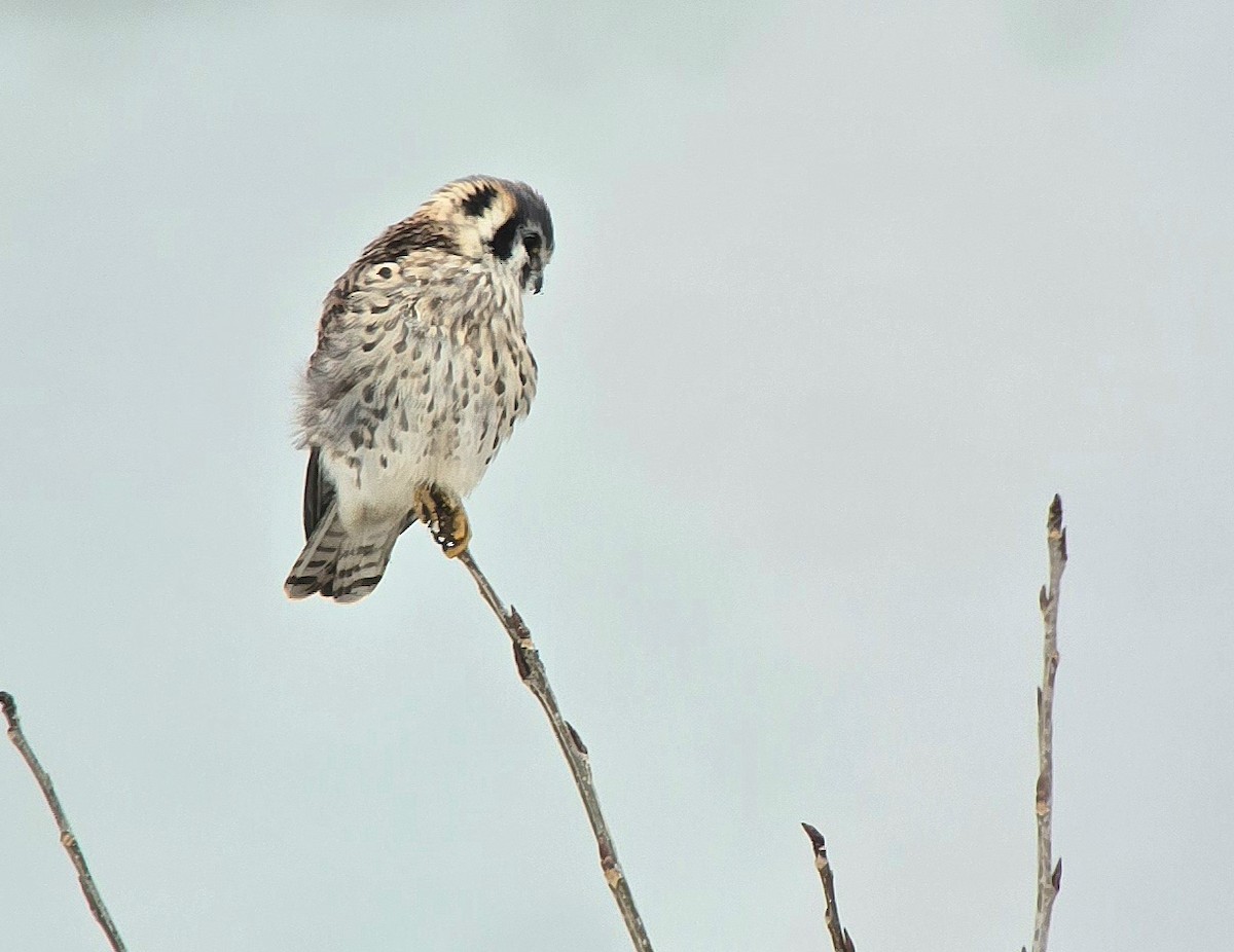 spurvefalk - ML646530709