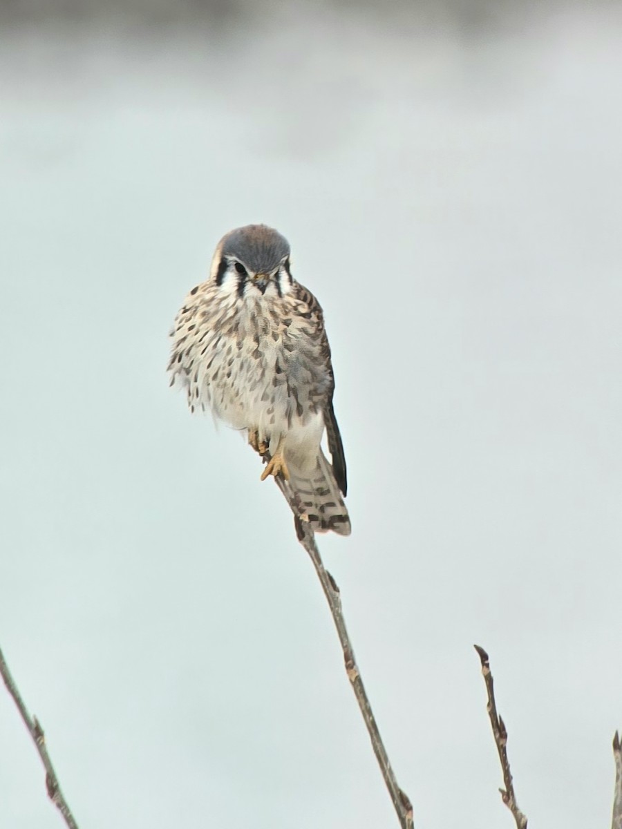 spurvefalk - ML646530710