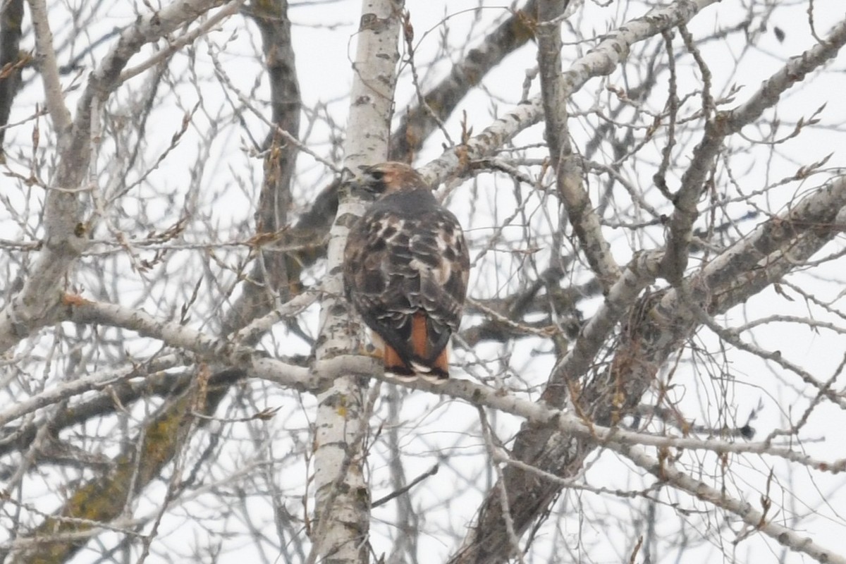 Red-tailed Hawk (abieticola) - ML646530711