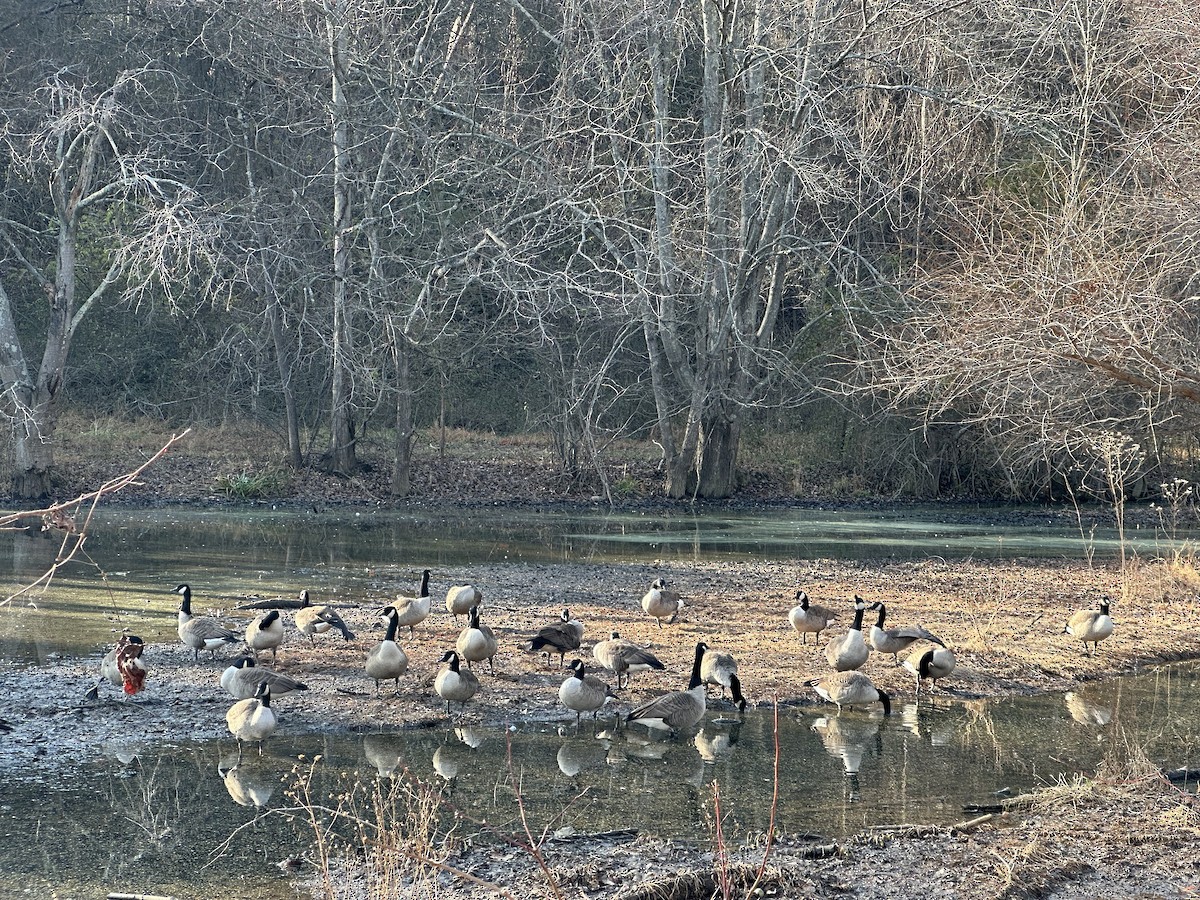 Oca canadese maggiore - ML646530713
