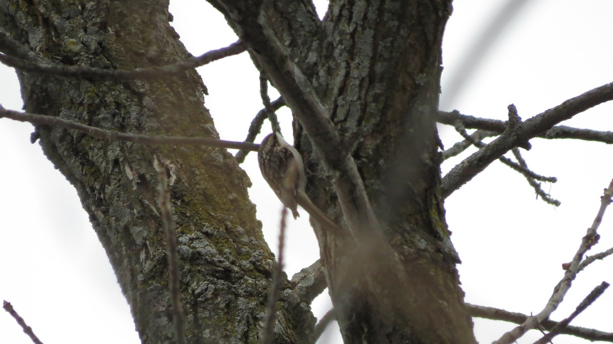 Agateador Americano - ML646530715