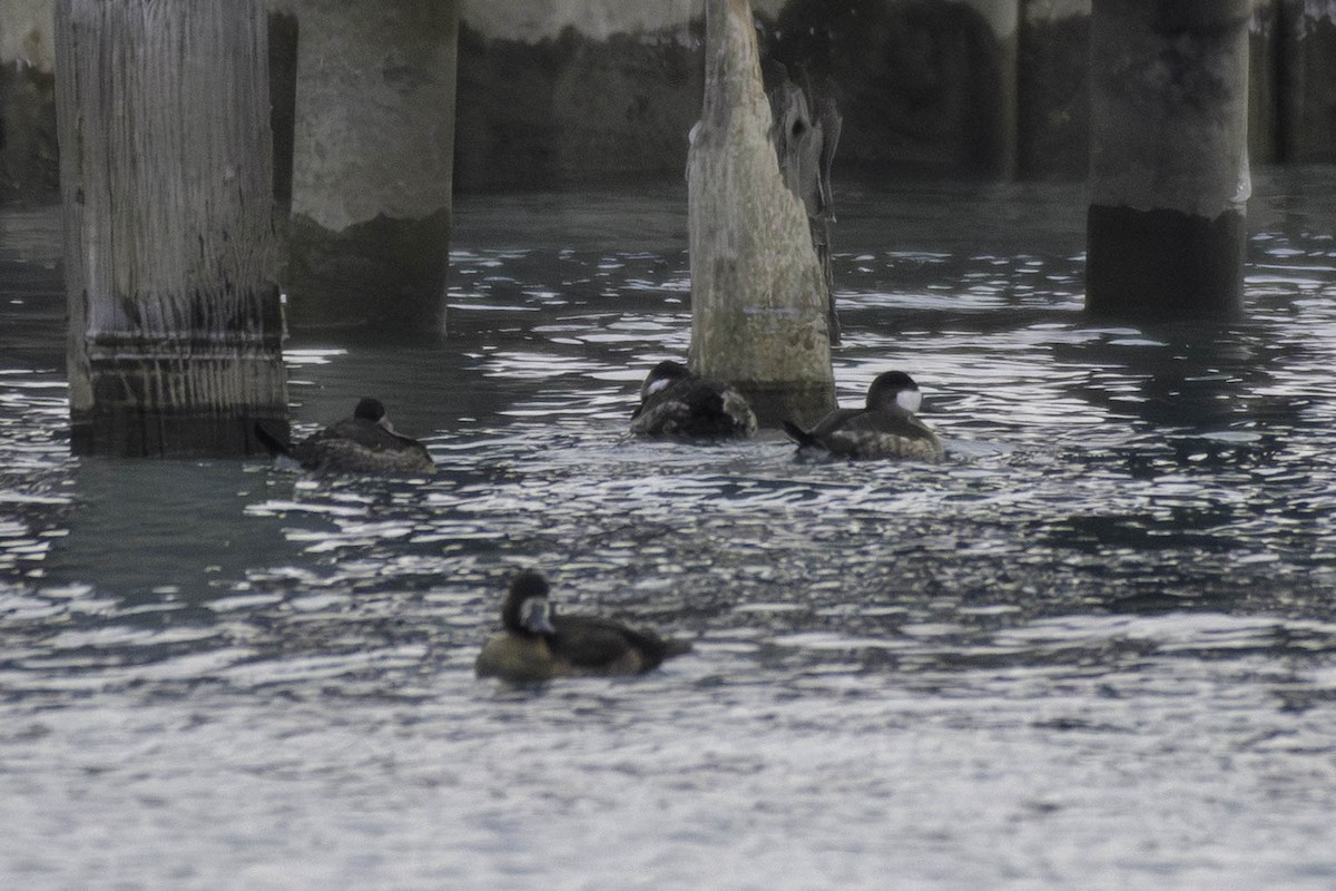 アカオタテガモ - ML646530718