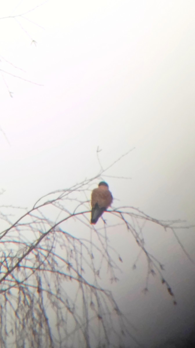 チョウゲンボウ - ML646530719