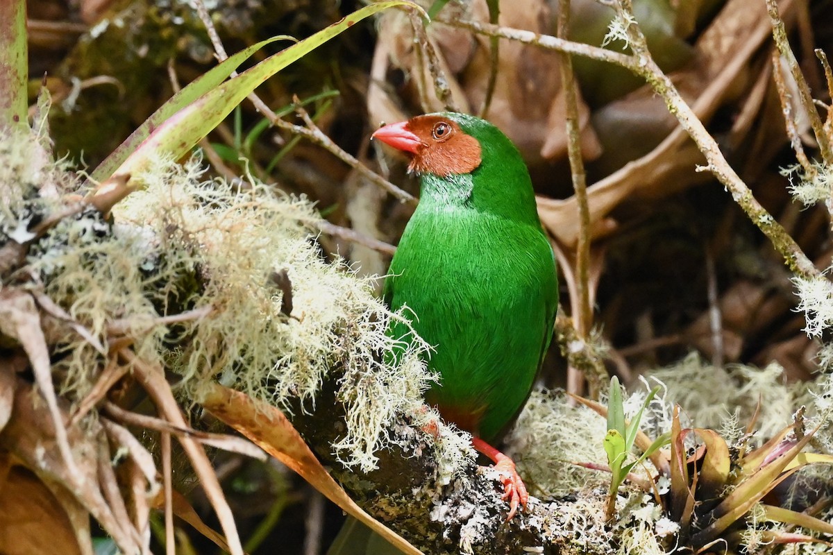 Grass-green Tanager - ML646530720