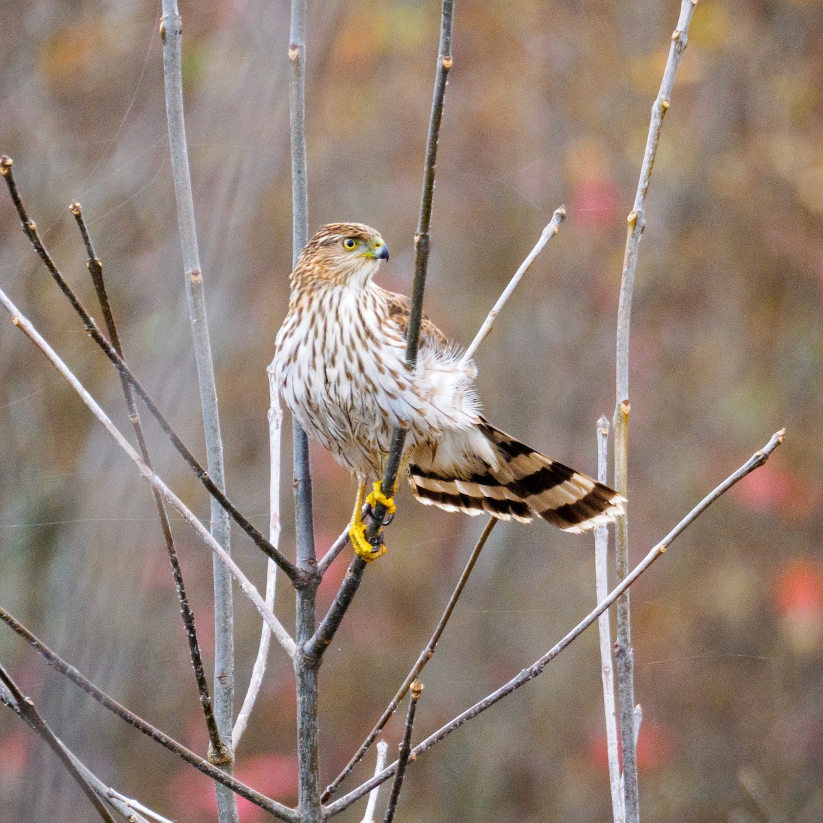 Cooper's Hawk - ML646530721