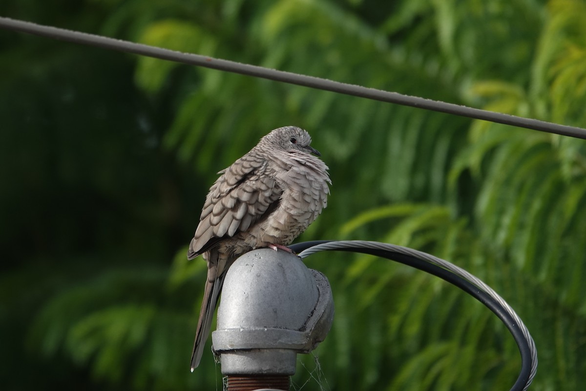 Inca Dove - ML646530723