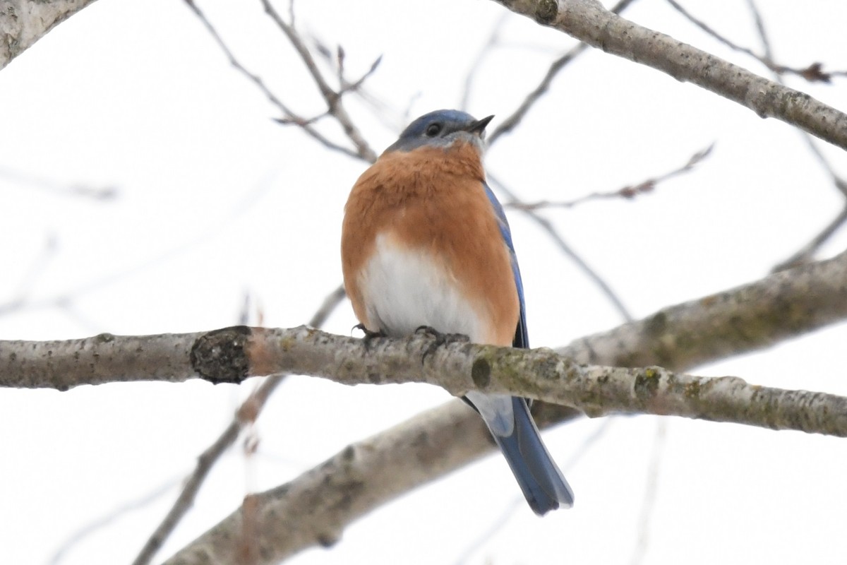 Eastern Bluebird - ML646530726