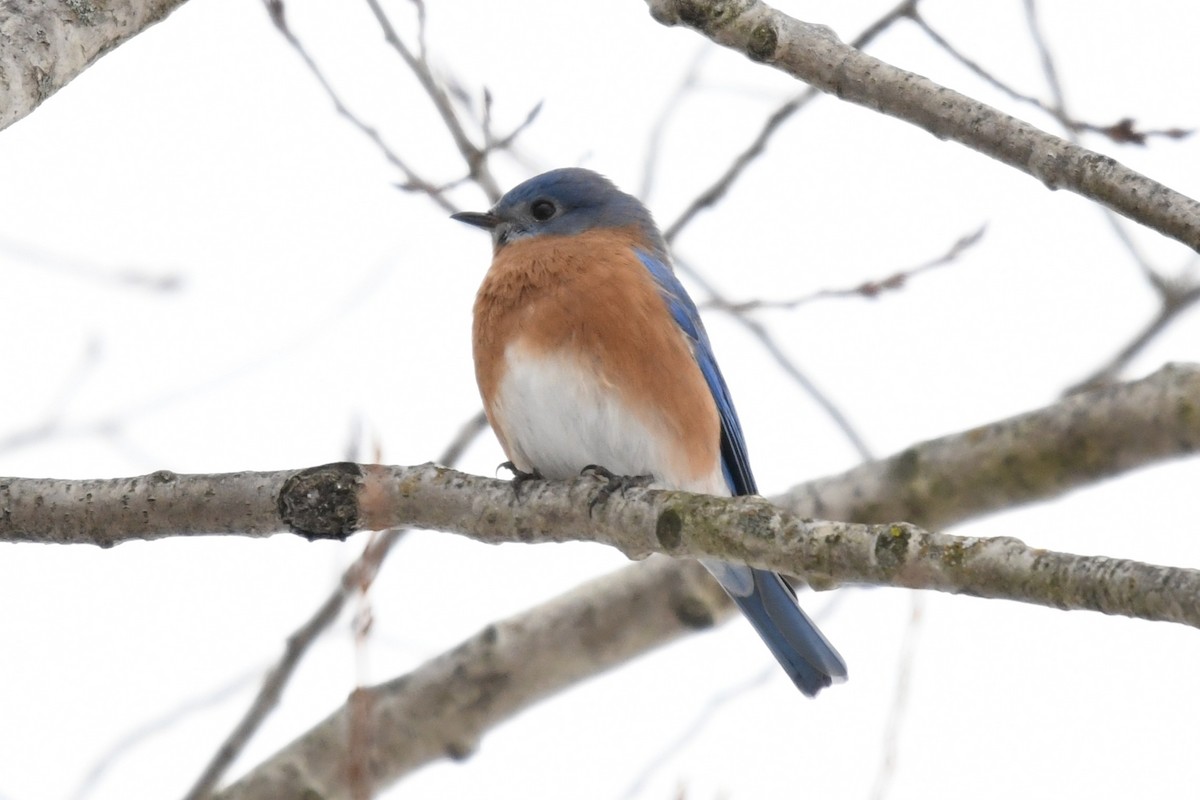 Eastern Bluebird - ML646530727