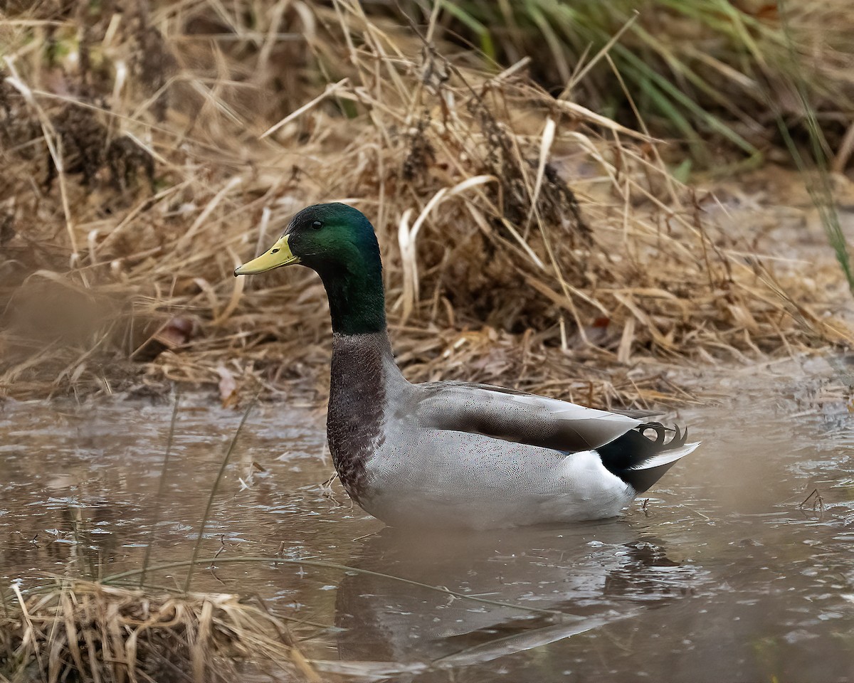 Mallard - ML646530728