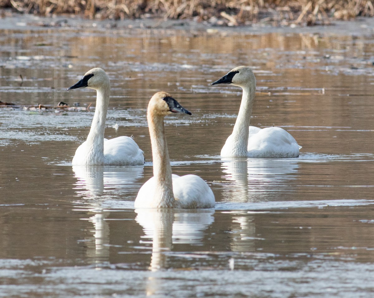 ナキハクチョウ - ML646530729
