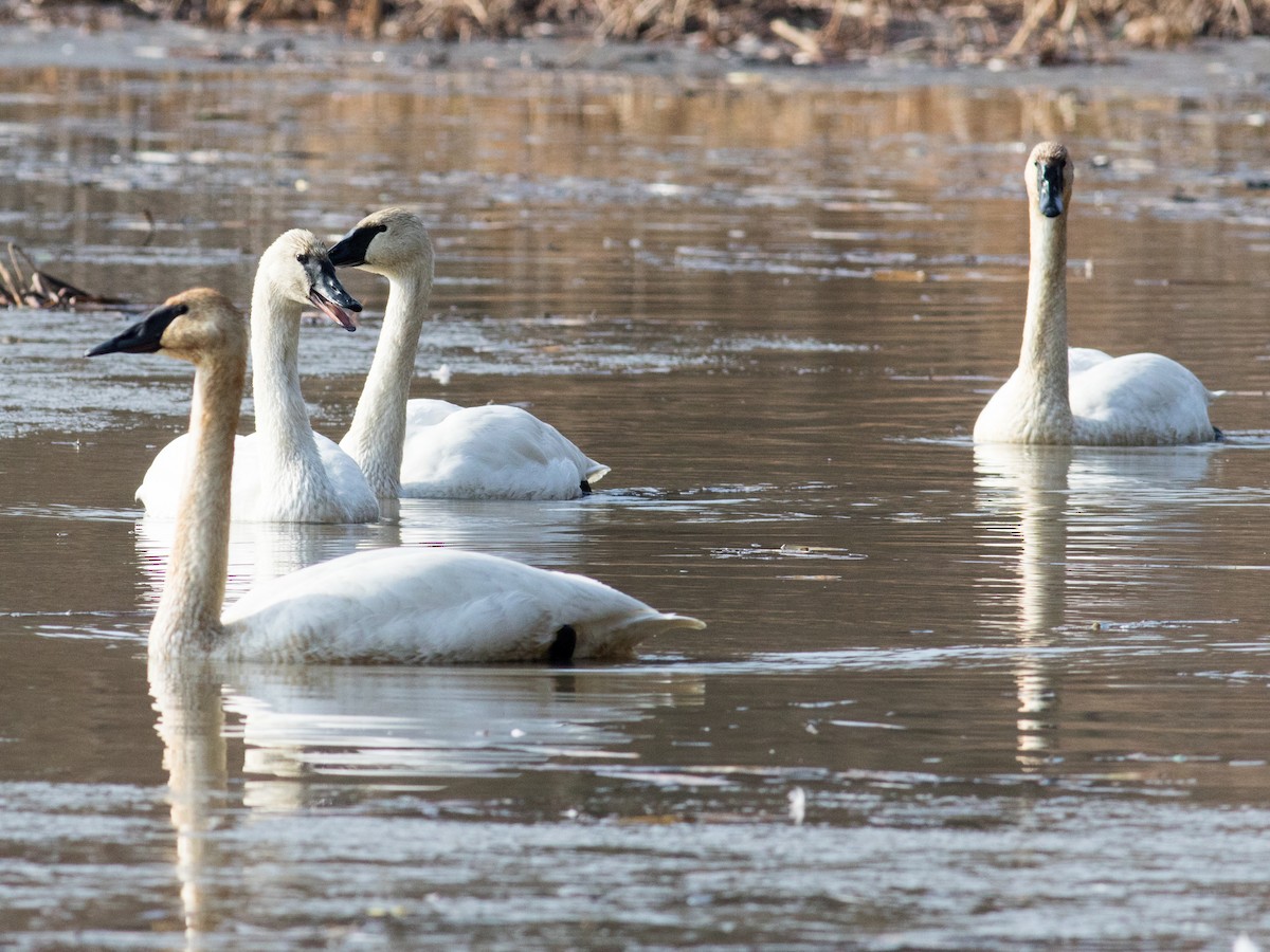 ナキハクチョウ - ML646530730