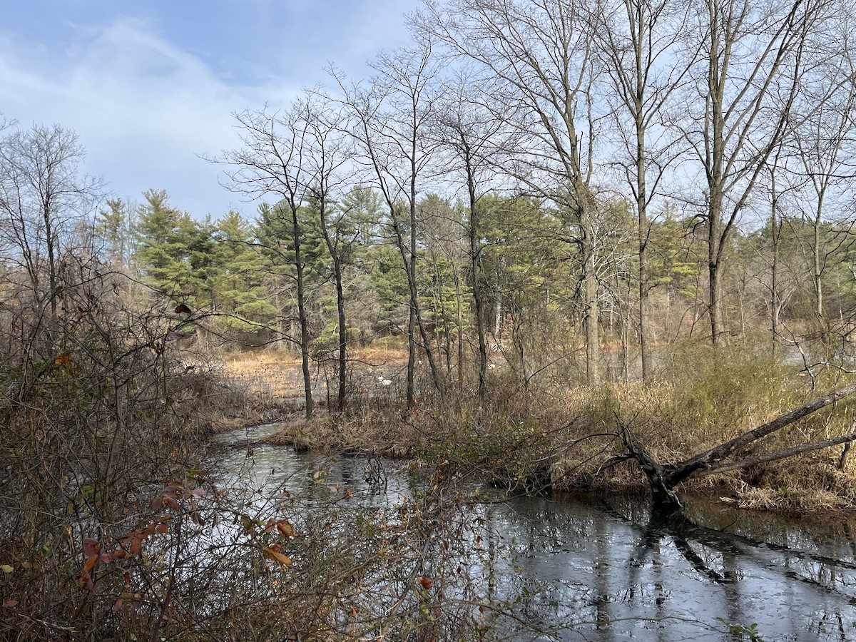 ナキハクチョウ - ML646530731