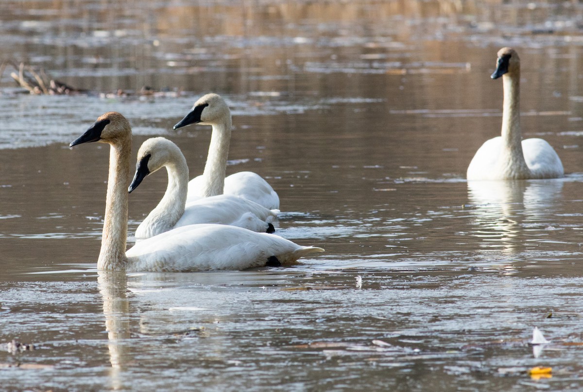 ナキハクチョウ - ML646530732