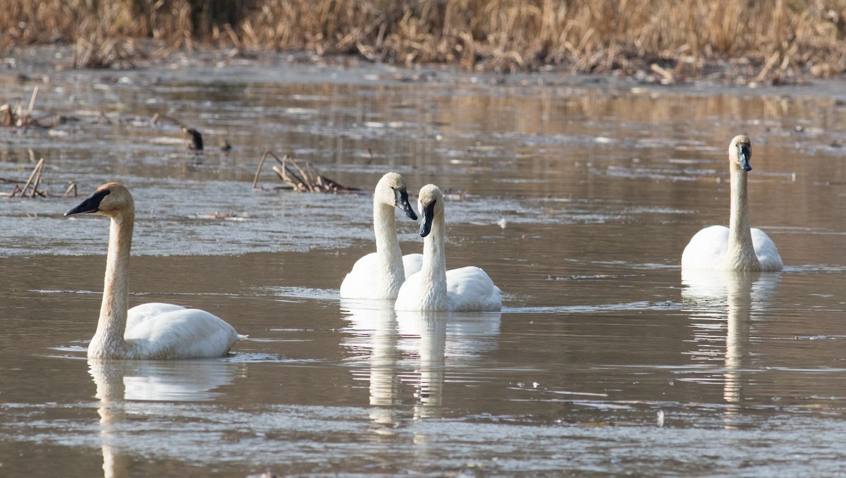ナキハクチョウ - ML646530734