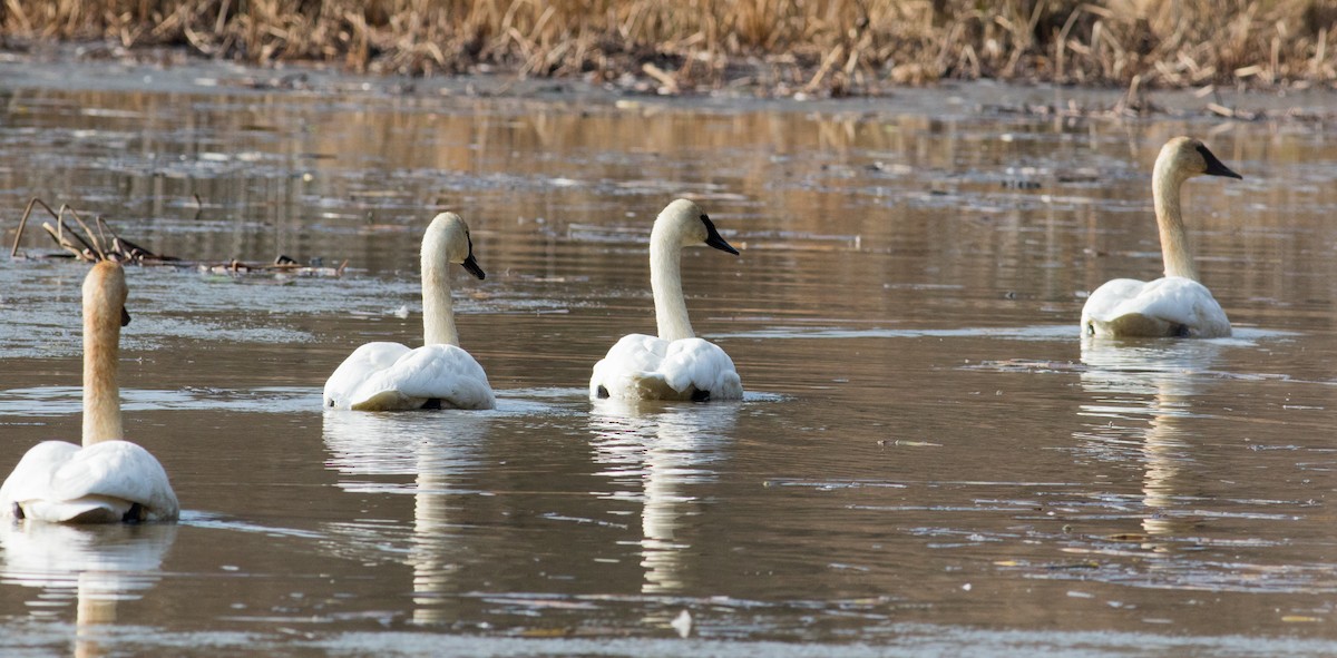 ナキハクチョウ - ML646530735