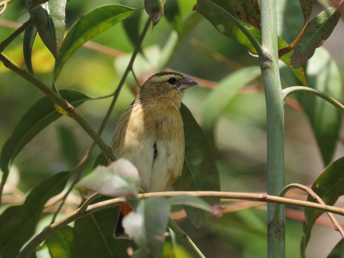 Holub's Golden-Weaver - ML646530737