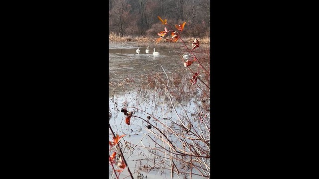 ナキハクチョウ - ML646530738