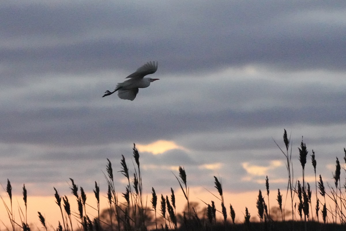 Western Cattle-Egret - ML646530739
