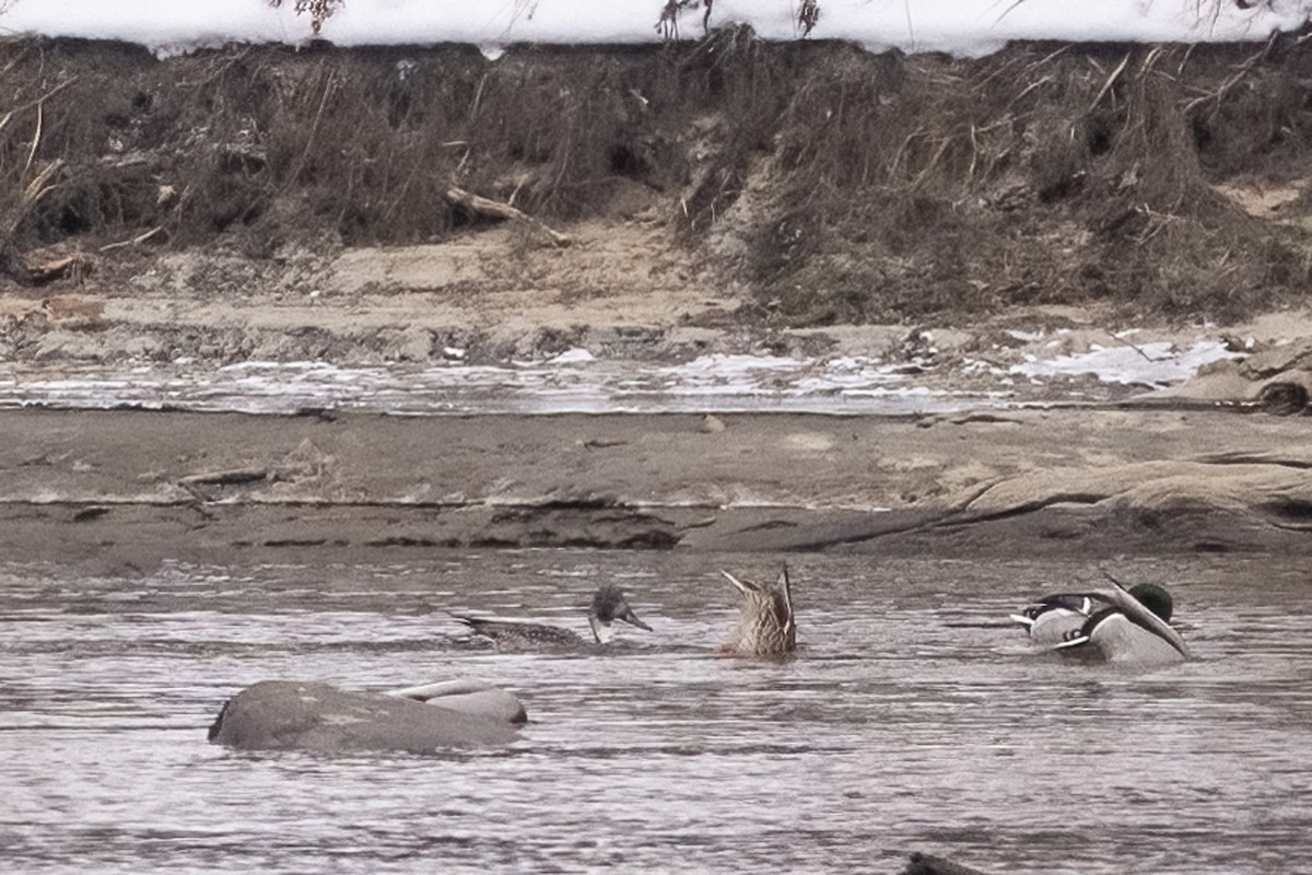 Northern Pintail - ML646530746