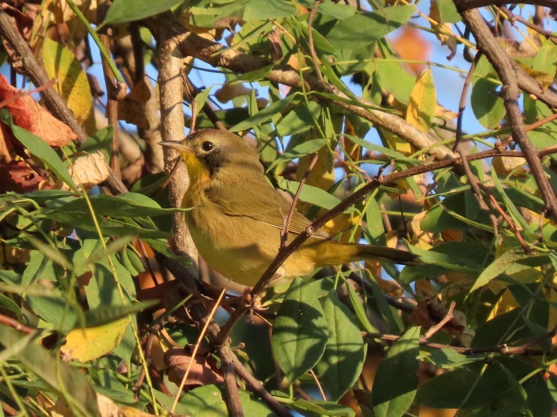 Common Yellowthroat - ML646530753