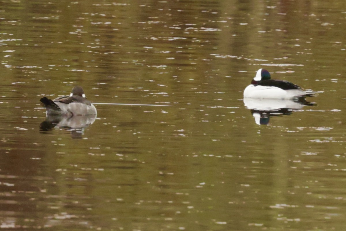 Bufflehead - ML646530754
