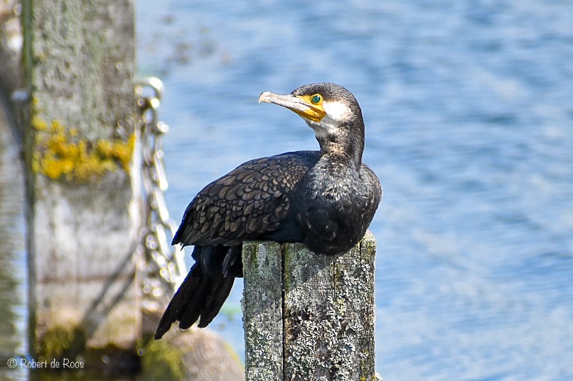 Тураг гогой - ML646530755