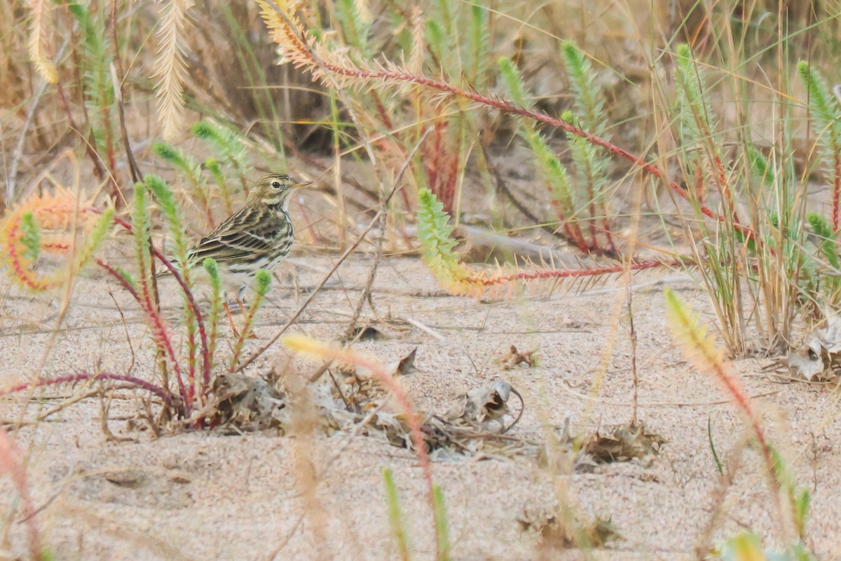 Pispola - ML646530762