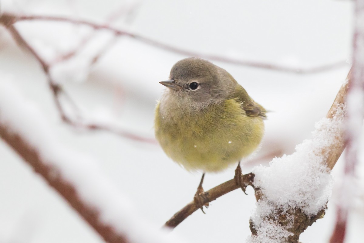 Orange-crowned Warbler - ML646530764