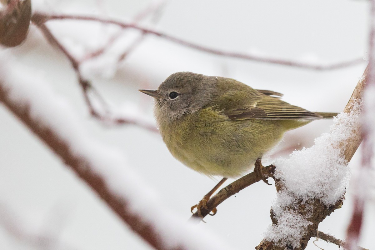 Orange-crowned Warbler - ML646530765