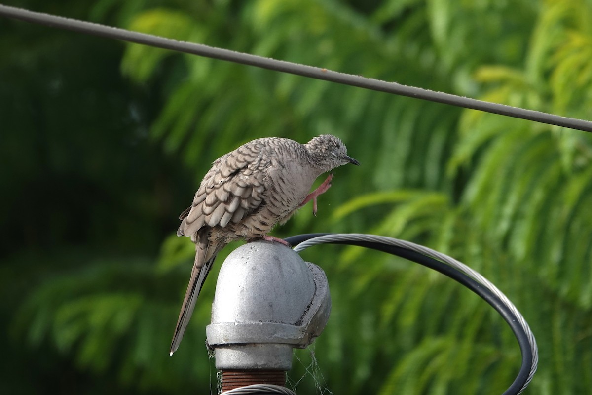 Inca Dove - ML646530766