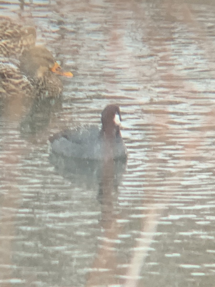 American Coot - ML646530768