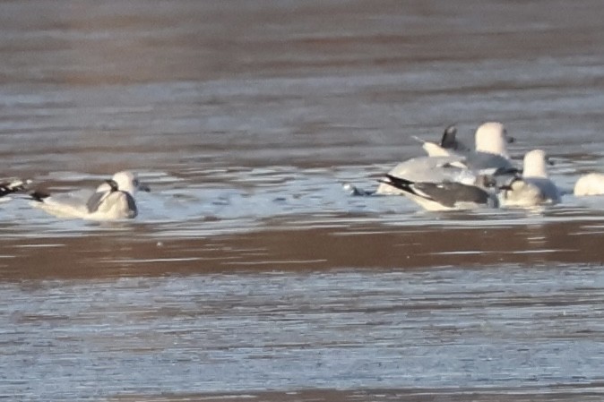 Laughing Gull - ML646530769