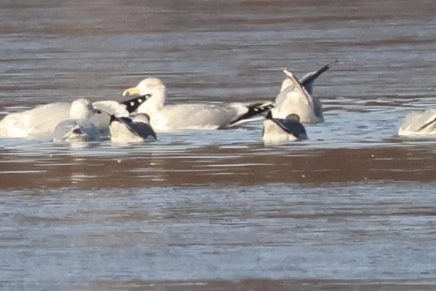 Laughing Gull - ML646530770