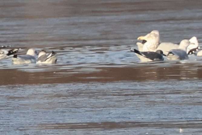 Laughing Gull - ML646530771