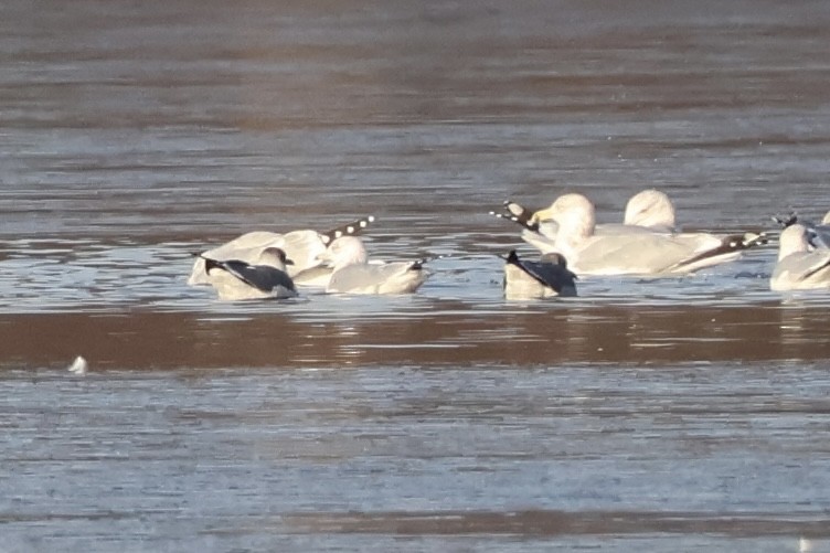 Laughing Gull - ML646530772