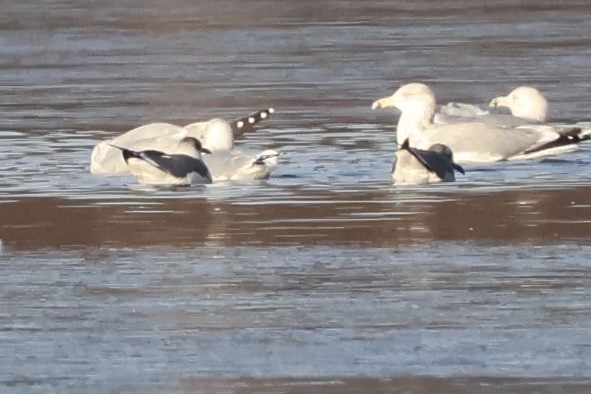 Laughing Gull - ML646530773