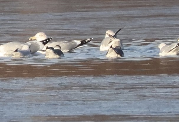 Laughing Gull - ML646530774