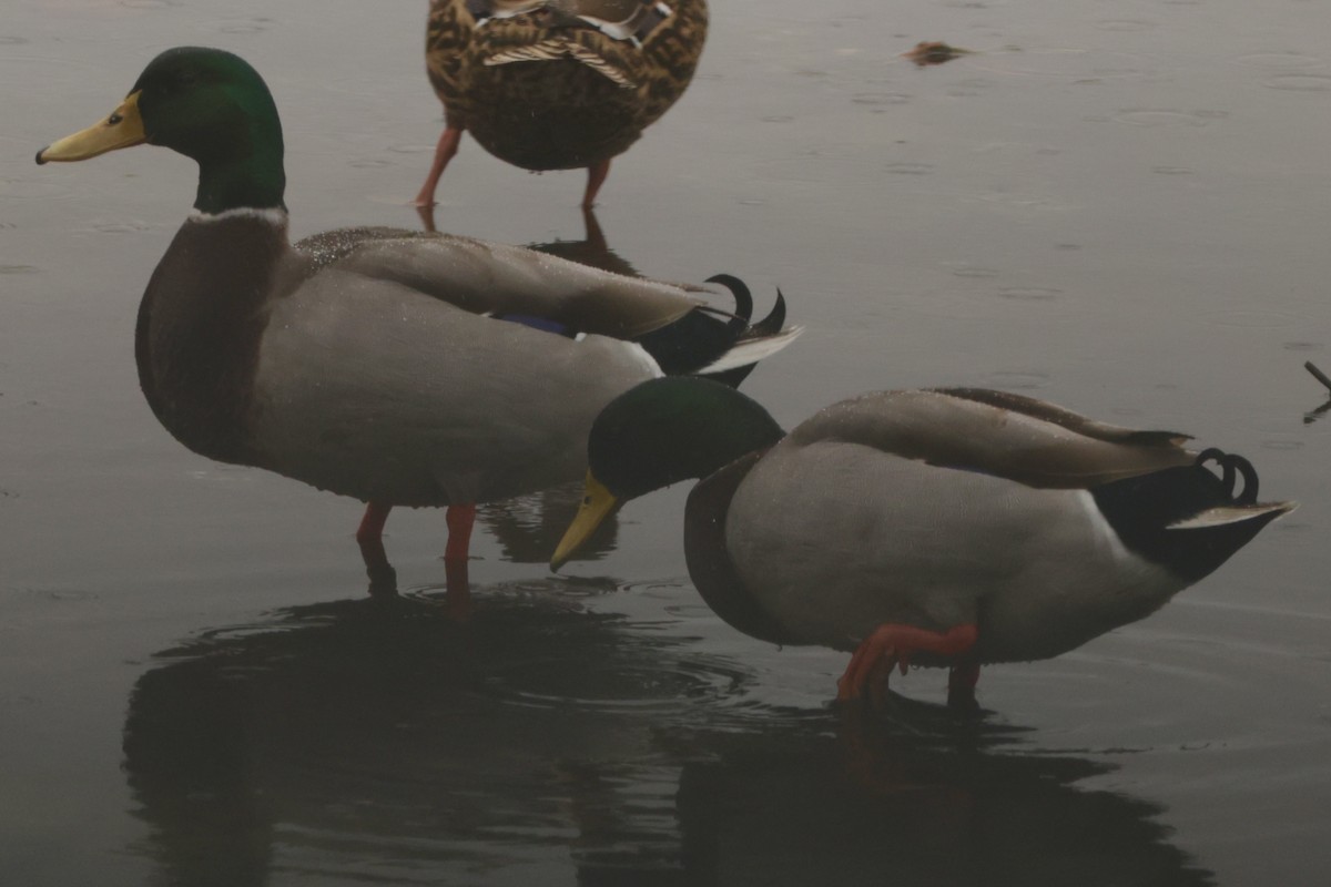 Mallard - ML646530775