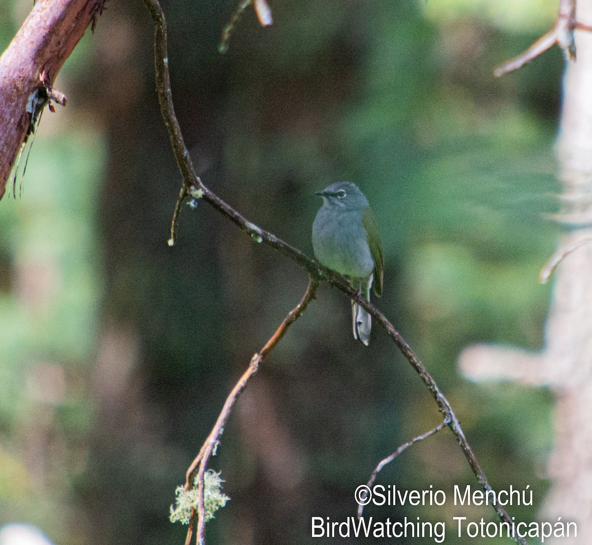 Brown-backed Solitaire - ML646530777