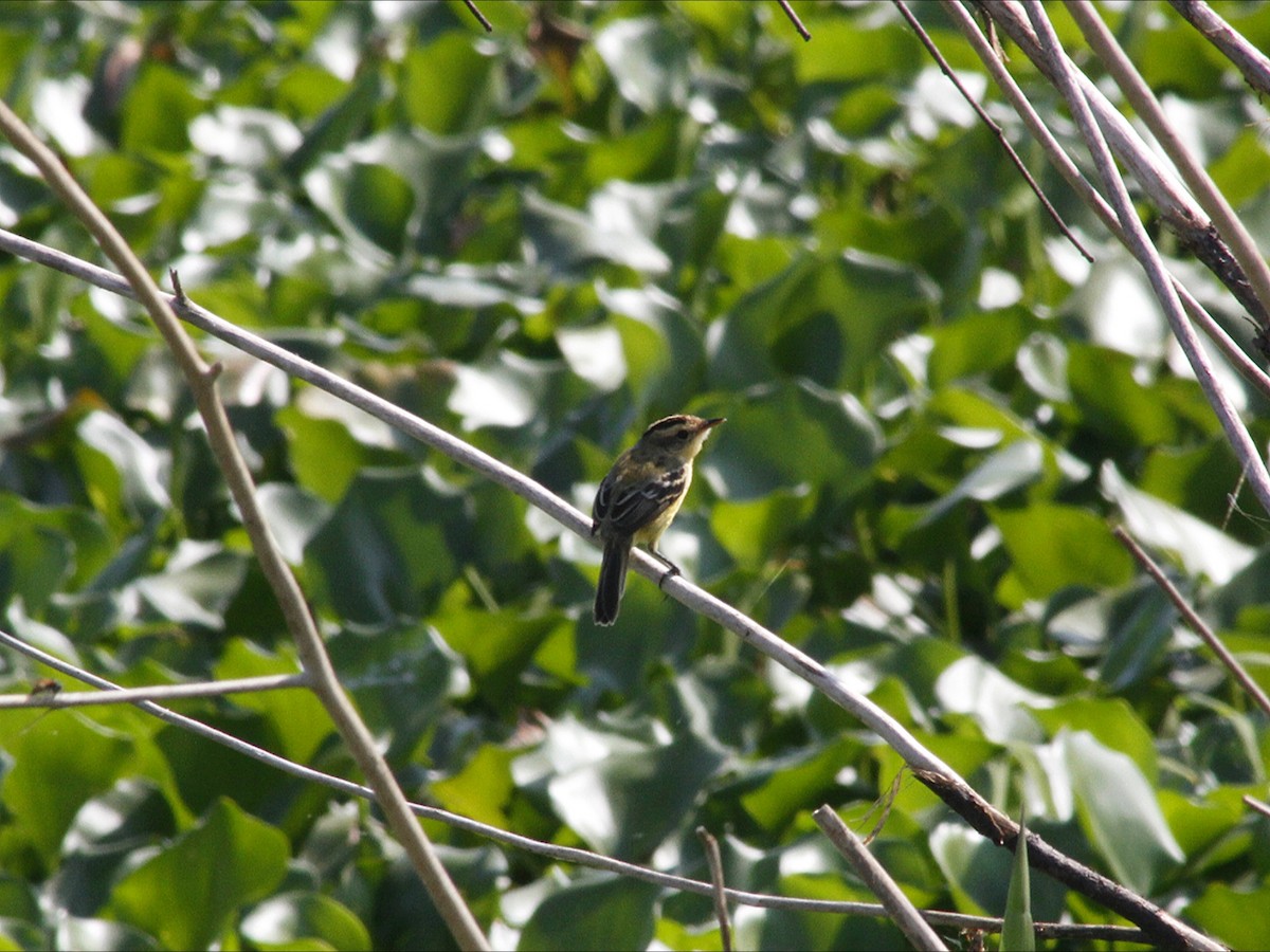 Crested Doradito - ML646530779
