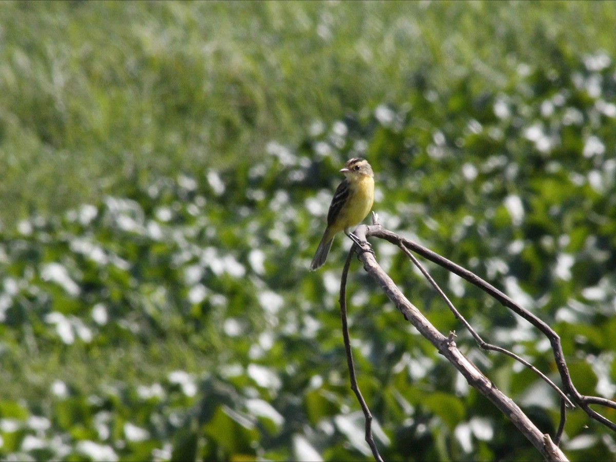 Crested Doradito - ML646530780