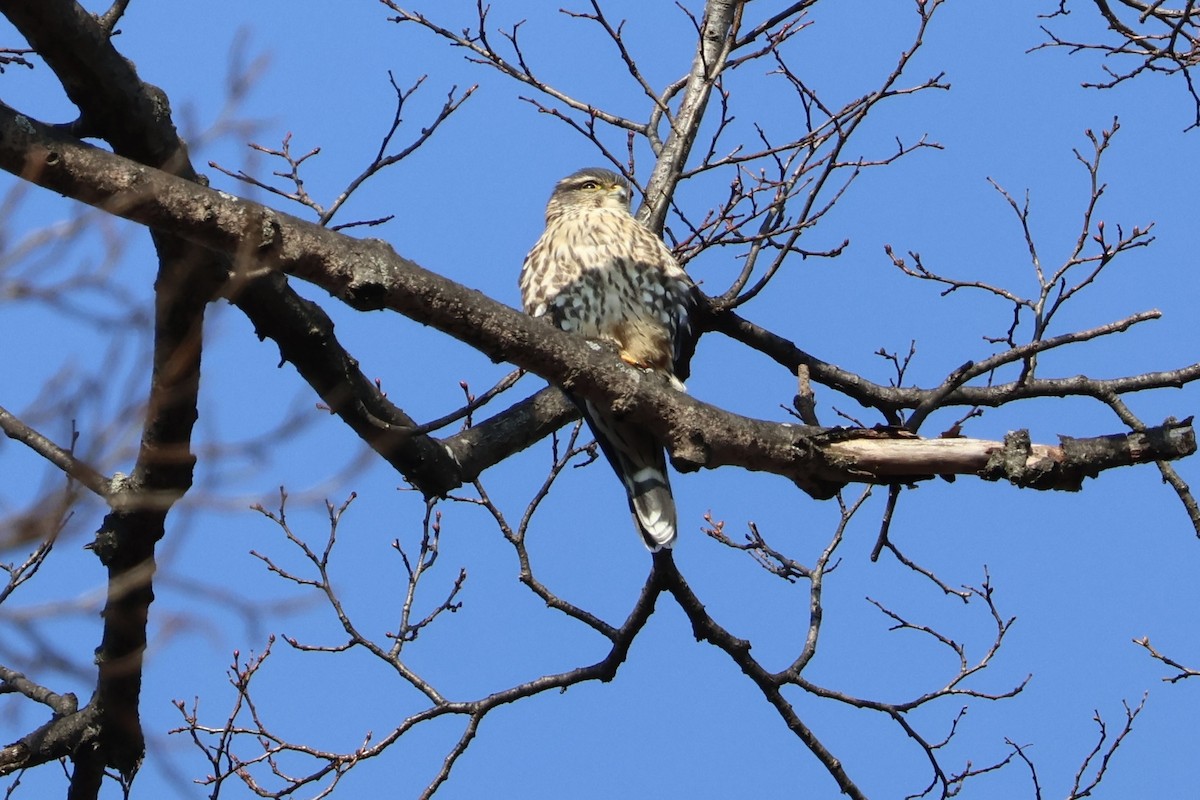 Merlin - ML646530782