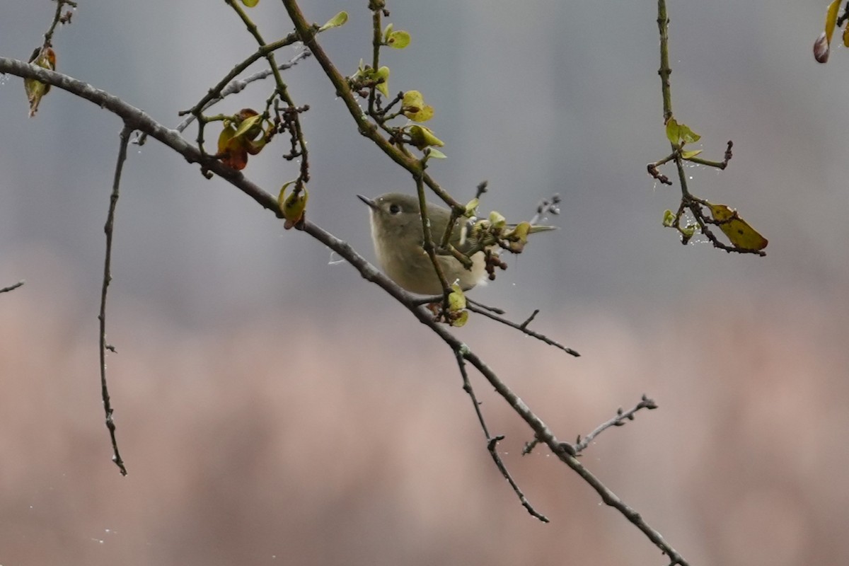 Ruby-crowned Kinglet - ML646530784